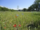 Bloemenweide in bijenpark De Grift